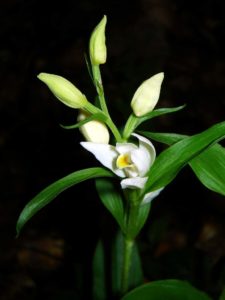 Cephalanthera Damasonium – Capsunica 