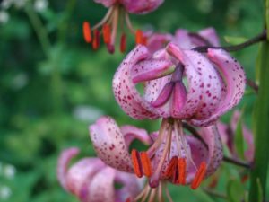 Floarea de crin de padure (Lilium martagon)